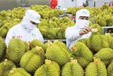 Khơi thông điểm nghẽn kiểm nghiệm, xuất khẩu sầu riêng thông suốt trở lại