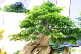 Xác lập kỷ lục Việt Nam cho chậu bonsai bằng lăng xoay tự động độc nhất vô nhị