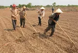 Campuchia, châu Phi đua nhau đưa vào Việt Nam một loại nông sản quan trọng: Là trợ lực giúp nước ta xuất khẩu bỏ xa thế giới, giá ngày càng đắt đỏ