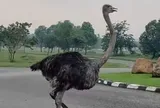 Số phận của con đà điểu xổng chuồng lao vun vút giữa đường phố TP HCM