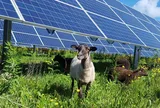 Trang trại điện mặt trời 100 MW và 600 chú cừu: Sự kết hợp bất ngờ