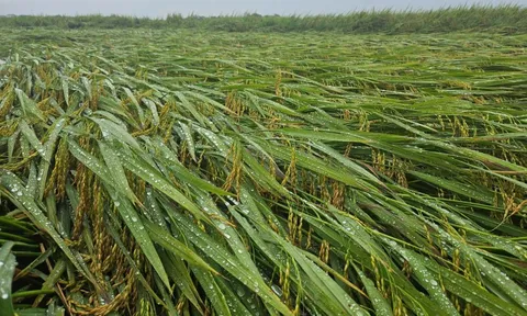 Hơn 1.600ha lúa ở Quảng Bình bị ngã đổ sau trận mưa lớn