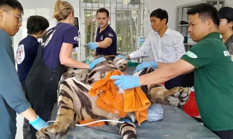 Quy trình khám sức khỏe cho 7 con hổ Đông Dương được tiến hành như thế nào?