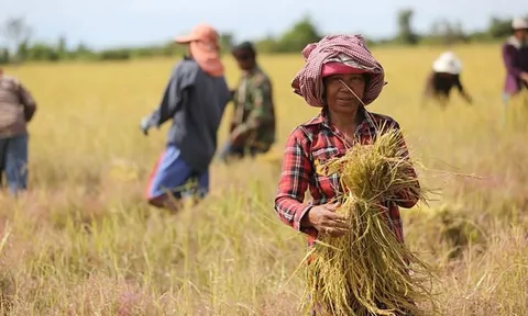 Giá ‘hạt vàng’ rớt thê thảm, chưa nổi 4.000 đồng/kg, còn rẻ hơn cả 1 viên kẹo, nông dân Campuchia sốc nặng: Thủ tướng đích thân vào cuộc