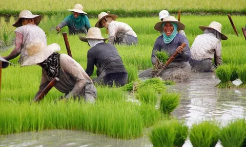 Nước ĐNÁ nhập khẩu gạo nhiều nhất thế giới mua 75% sản phẩm từ Việt Nam