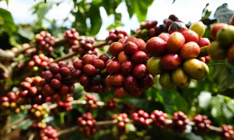 Giá cà phê tăng tiếp, lên mức cao nhất trong khoảng 3 tháng qua
