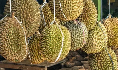 Một đối thủ sầu riêng của Việt Nam vừa bắt tay Trung Quốc thành lập liên doanh sầu riêng triệu đô: Sắp có 9 kho lạnh công suất 100.000 tấn, sở hữu đội container khủng