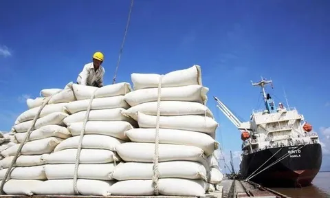 Gạo Việt ‘phanh gấp’ trước động thái cứng rắn của Philippines
