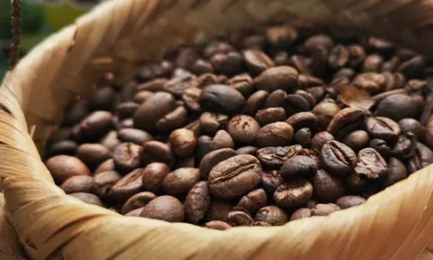 Giá cà phê hôm nay 1-9: Sốt hơn vàng, tăng tiếp hay không?
