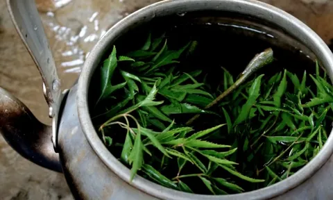 Người đàn ông nhập viện cấp cứu chỉ vì 1 sai lầm khi dùng lá đinh lăng