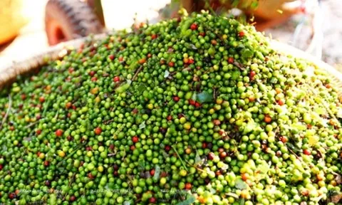 Giá tiêu hôm nay 5/9: Đứt chuỗi tăng, cao nhất 153.000 đồng/kg