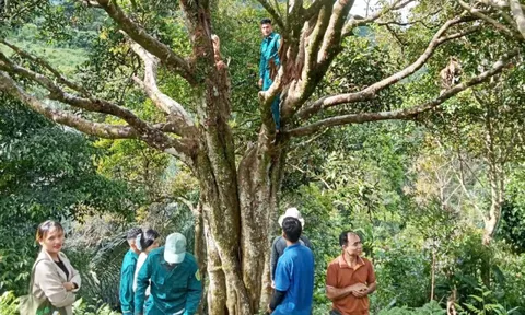 'Cụ' quế 150 năm tuổi được công nhận là Cây di sản Việt Nam