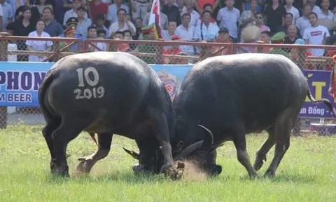 Chọi trâu Đồ Sơn 2025: 16 "ông trâu" tranh tài, mức giải thưởng tăng mạnh