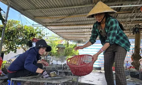 Săn con “ăn tàn phá hoại”, người nông dân kiếm tiền triệu mỗi ngày