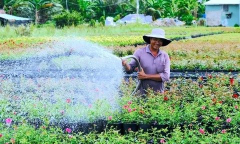 Làng hoa Sa Đéc tất bật vụ hoa Tết 2026, dự kiến cung ứng 1,2 triệu giỏ