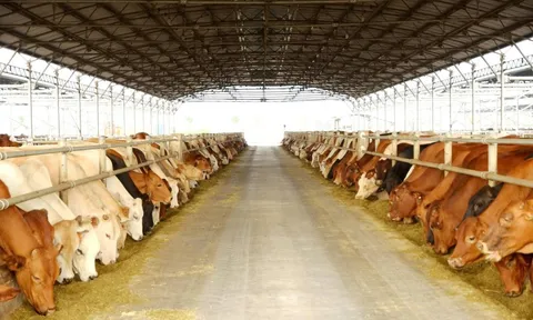 'Vua thép' Trần Đình Long muốn đưa nông nghiệp Hòa Phát lên sàn