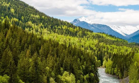 Gỗ Canada mở ra tiềm năng mới cho các nhà sản xuất Việt Nam