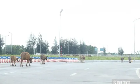 Ẩn hoạ từ những đàn trâu, bò thả rông trên đại lộ nghìn tỷ ở Nghệ An