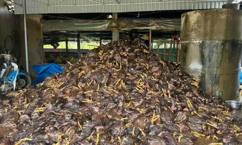 Hàng chục nghìn con gà chết sau bão, nhiều chủ trại ở Nghệ An trắng tay