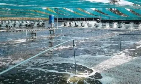 Áp thuế 50% vì mua dầu Nga, người Mỹ phải trả giá đắt đỏ cho một mặt hàng nhập khẩu từ Ấn Độ, Việt Nam cũng đang tham gia cuộc đua xuất khẩu