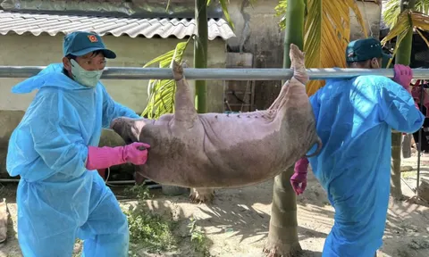 Hàng ngàn con heo chết vì dịch tả heo châu Phi: Vắc xin thôi chưa đủ!