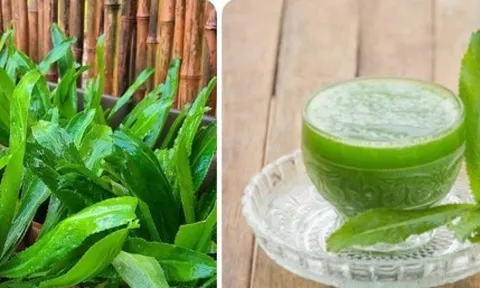 Nước lá mùi tàu có tác dụng chữa bệnh gì?