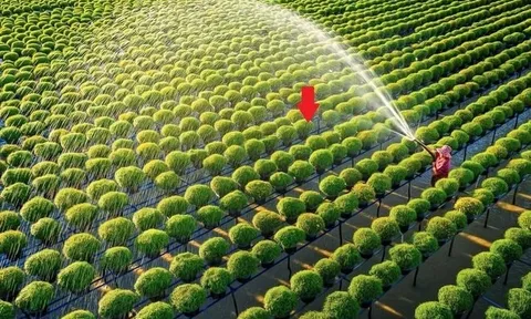 Một tổ chức của LHQ: VN đủ khả năng giúp nhiều nước tăng năng suất trong lĩnh vực đóng góp hơn 12% GDP