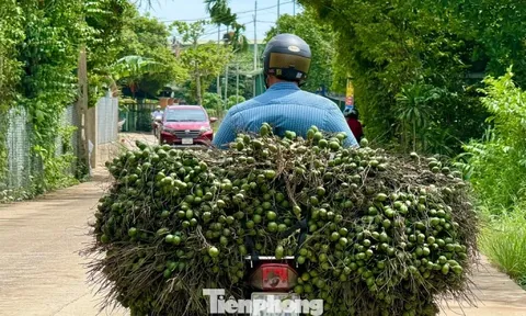 Cau rớt giá thảm hại vì thương lái Trung Quốc bất ngờ 'quay xe'