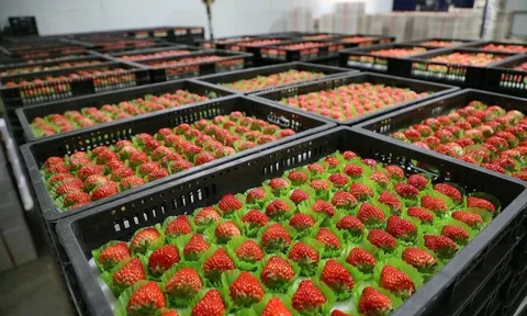Loại quả của Việt Nam được khen 'ngon hơn hàng Hàn Quốc', lên cả máy bay đi quốc tế: xuất khẩu tăng khủng gần 1.000%, sản lượng vượt 9.000 tấn/năm