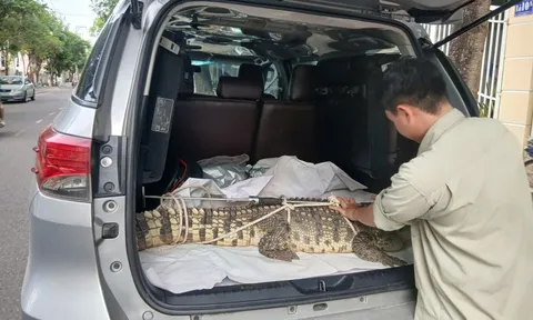 Bắt được cá sấu quý hiếm trong khu dân cư