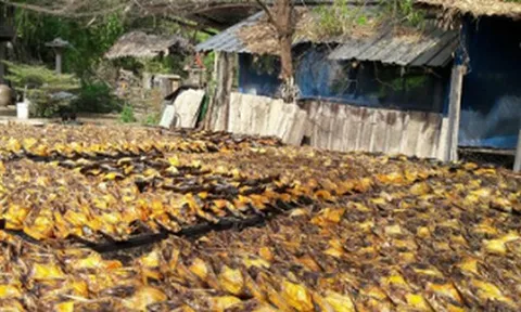 Sản vật tỷ đô giúp Việt Nam trở thành ông trùm của thế giới: Thu về 1,6 tỷ USD kể từ đầu năm, hơn 140 quốc gia đang mua hàng