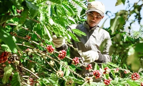 Vụ cà phê kết thúc "như mơ", nhưng...