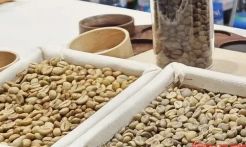 Giá cà phê hôm nay 29-10: Robusta phục hồi nhẹ, Arabica tiếp tục giảm