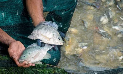 Trung Quốc ‘tê liệt’ mảng xuất khẩu cá rô phi sang Mỹ, ‘Vua cá tra’ Việt Nam nhảy vào nhanh chóng kiếm hơn 1.000 tỷ