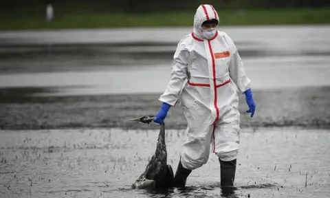 Thế giới có thể đối mặt 1 đại dịch mới từ chủng gia cầm bị bỏ qua này