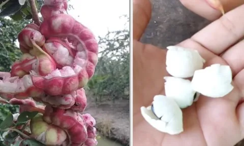 Loại quả được trả trăm ngàn 1kg nhưng chủ vườn nhất quyết không bán, người miền Tây nhìn là biết ngay