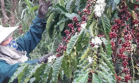 Xuất khẩu cà phê đạt kỷ lục nhưng năm tới liệu có còn 'ngon ăn'?