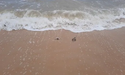 Thứ "không muốn thấy" xuất hiện ở bờ biển Quảng Trị