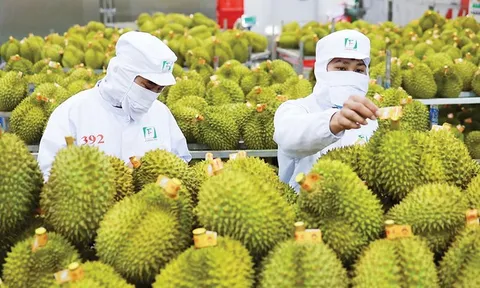 Khơi thông điểm nghẽn kiểm nghiệm, xuất khẩu sầu riêng thông suốt trở lại