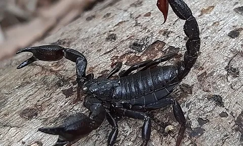 Thuốc ung thư đột phá từ nọc độc bọ cạp?