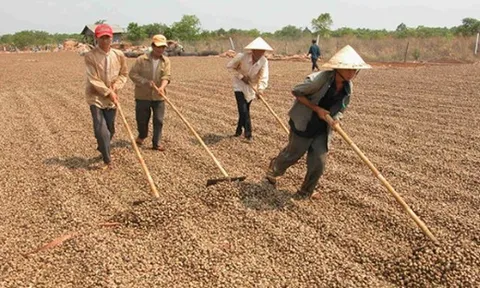 Campuchia, châu Phi đua nhau đưa vào Việt Nam một loại nông sản quan trọng: Là trợ lực giúp nước ta xuất khẩu bỏ xa thế giới, giá ngày càng đắt đỏ