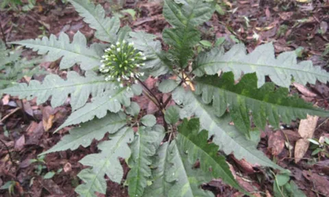 Việt Nam có loại cây quý “bổ như sâm”, từ thân tới rễ đều là thuốc: Có 1 bộ phận được ví là “vàng ròng”, bán đắt như tôm tươi