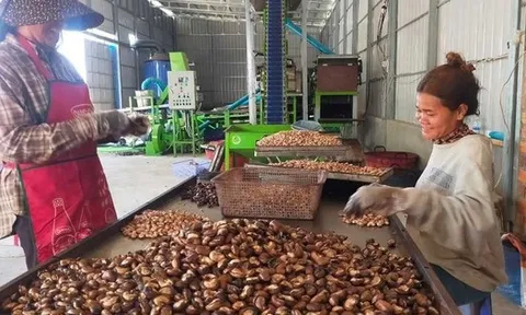 Campuchia, Nigeria cùng đưa sang Việt Nam hàng trăm nghìn tấn hàng quan trọng: Nước ta xuất khẩu top 1 thế giới