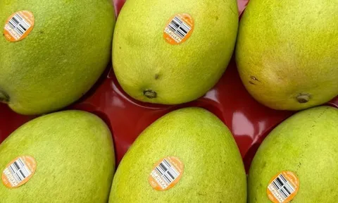 Một loại trái cây nhập khẩu từ Úc về Việt Nam giá hơn nửa triệu đồng/kg, gấp nhiều lần hàng nội