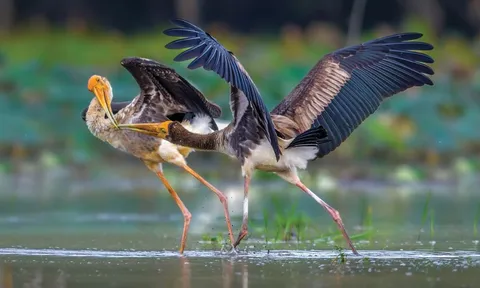 Thi ảnh thiên nhiên hoang dã không phải để săn ảnh