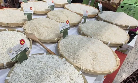 Chủ tịch VFA nói gì về việc Philippines dừng nhập khẩu gạo đến hết năm 2025?