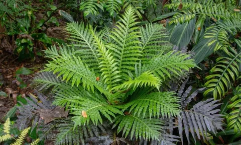 Lần đầu tiên Trung Quốc phát hiện đất hiếm trong cây khiến thế giới sửng sốt, tiềm năng thay đổi tương lai ngành khai khoáng