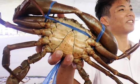 Cà Mau mang cua 'chính hiệu' đến giới thiệu với thực khách TP.HCM