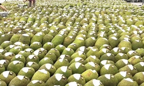 Đặc sản triệu đô của Việt Nam khiến Trung Quốc phải thừa nhận ngon hơn của nhà trồng, được ví như 'cứu tinh của thế giới'