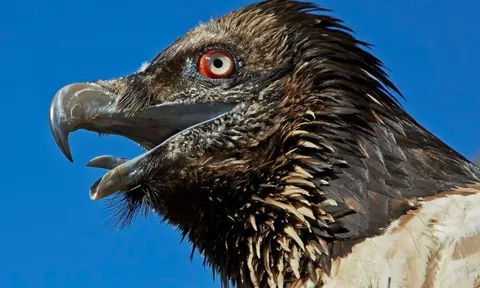 Kền kền thay đổi tập tính: Từ loài ăn xác thối trở thành 'kẻ săn mồi', hai vụ việc rúng động nước Pháp phơi bày sự thật đáng sợ